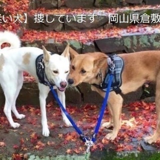犬を探しています - 手伝って/助けて