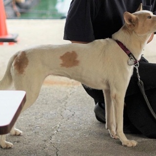 犬を探しています − 岡山県