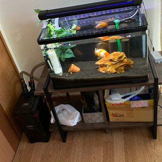 60水槽セット、値下げしました