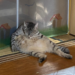 (桜虎)人馴れ抜群の成猫