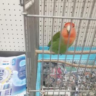 鳥かご