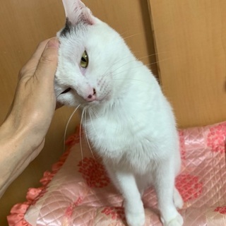 ベタ甘な猫さんです - 名古屋市