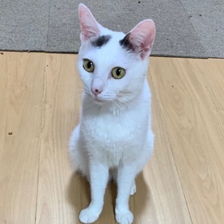 ベタ甘な猫さんですの画像