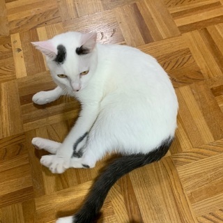 ベタ甘な猫さんです − 愛知県