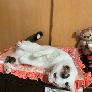 ベタ甘な猫さんです - 猫