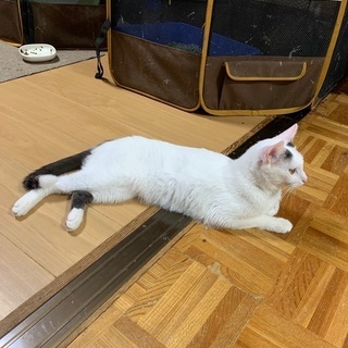ベタ甘な猫さんです - 里親募集