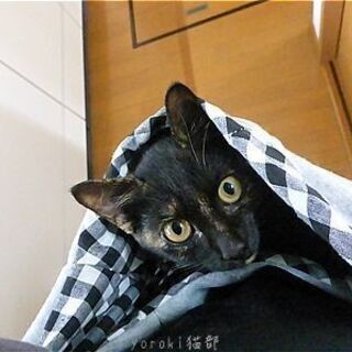 里親決定　かわいいさび猫ちゃん　黒色多め − 福島県