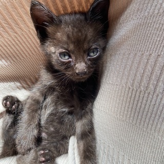 黒色、子猫ちゃんです。