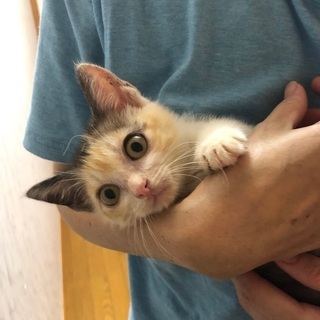 可愛い三毛猫　2ヶ月　女の子です。