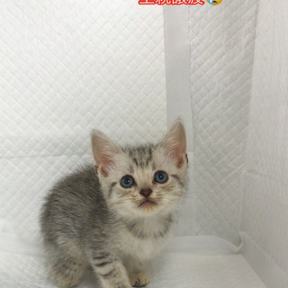 マンチカン　ハンディのある子猫ちゃん　里親譲渡　●本文をよくご覧...