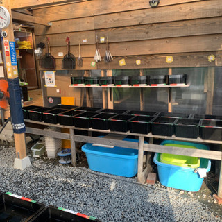 メダカCKまだまだメダカ入荷中