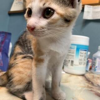 生後２ヶ月 三毛猫女の子です😺
