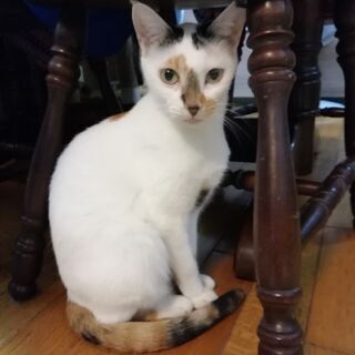 綺麗で飼いやすい白三毛　２歳