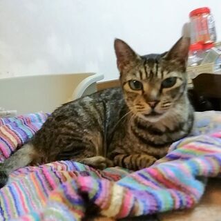 人馴れ抜群初心者向けキジトラメス２歳