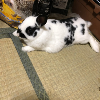 ミニウサギ 里親募集