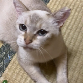(桜子)まだまだ遊びたい高齢猫ちゃん