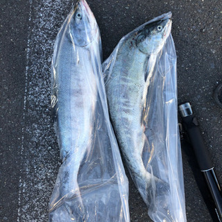 釣り友が欲しい今日この頃