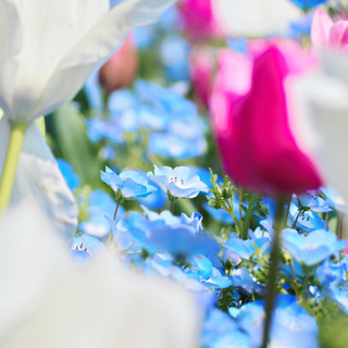 🌼女友達 通話 趣味友 募集🌼 - 友達