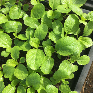 農業仲間募集‼️👨‍🌾