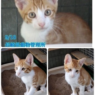 里親決定！有難うございました！　🆘保健所収容！あと2匹です🐱捨てられていた仲良しチビ4兄妹🐱僕達は家族を待っています🍀【県外譲渡可】 - 猫