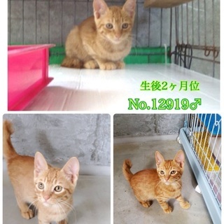里親決定！有難うございました！　🆘保健所収容！あと2匹です🐱捨てられていた仲良しチビ4兄妹🐱僕達は家族を待っています🍀【県外譲渡可】 − 長崎県