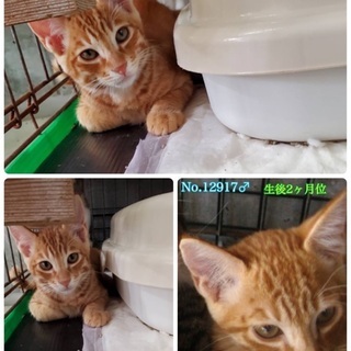 里親決定！有難うございました！　🆘保健所収容！あと2匹です🐱捨てられていた仲良しチビ4兄妹🐱僕達は家族を待っています🍀【県外譲渡可】 - 大村市