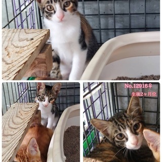 里親決定！有難うございました！　🆘保健所収容！あと2匹です🐱捨てられていた仲良しチビ4兄妹🐱僕達は家族を待っています🍀【県外譲渡可】 - 里親募集