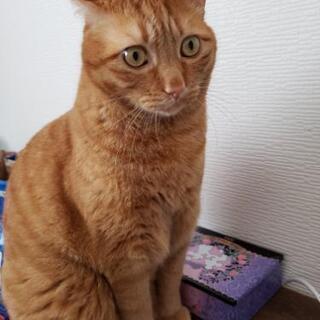 猫オス去勢済、約5才4ヶ月、2015年5月10日産まれ