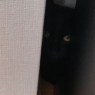 【急募】4ヶ月の黒猫の里親募集