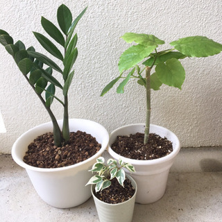 観葉植物セット