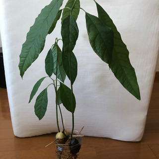 アボカド🥑の苗+植木鉢(小2つ、中2つ)