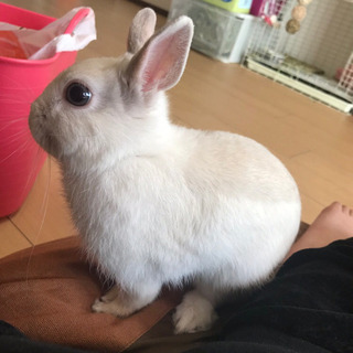 ネザーランドドワーフ