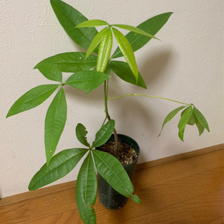 パキラ 観葉植物 植物苗 大きめ ②