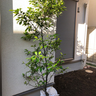 庭の植栽を譲ります