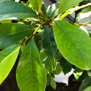 庭の植栽を譲りますの画像