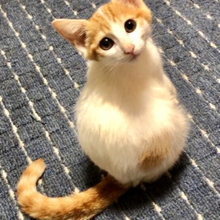 家族が決まりました☺︎【茶白】生後3ヶ月 男の子