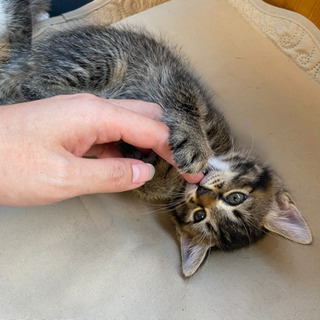 生後１ヶ月半の子猫の里親様募集します！