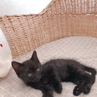 黒虎の子猫