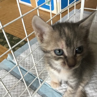季節外れの可愛い子猫