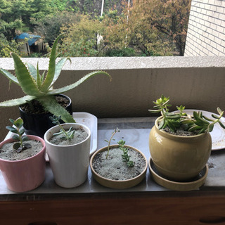 多肉植物