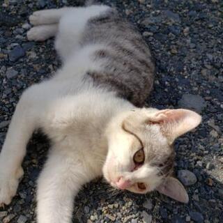 ４ヶ月位の人懐っこい子猫2匹の里親募集しています − 滋賀県