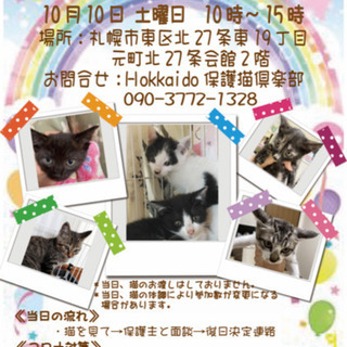 子猫たちの譲渡会あります