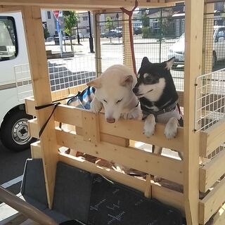 年内引き取り希望、値引きします、ゴルフ用２名乗車乗用カート改ミニカー登録車両。の画像