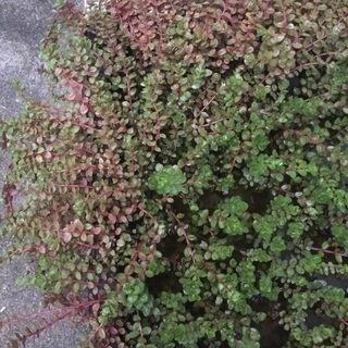 🐸ウォーターバコバ 水草差し上げます。