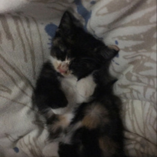 子猫　生後3ヶ月くらい？