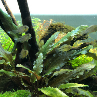 アピストグラマ ボレリー イエロー 稚魚　1〜1.5cm