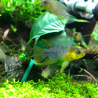 アピストグラマ ボレリー イエロー 稚魚　1〜1.5cmの画像