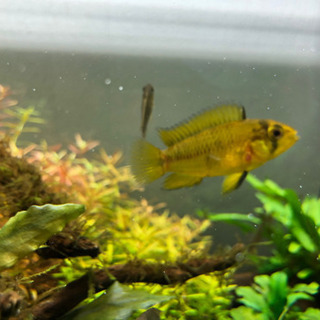アピストグラマ ボレリー イエロー 稚魚　1〜1.5cmの画像