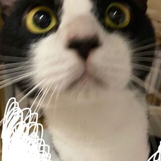 この子の家族になって頂ける方を探しています😻令和元年５月１日生まれ🎉