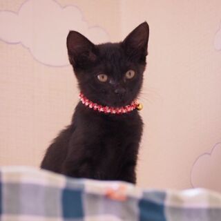 生後２ヶ月のチャーミングなくろちゃん